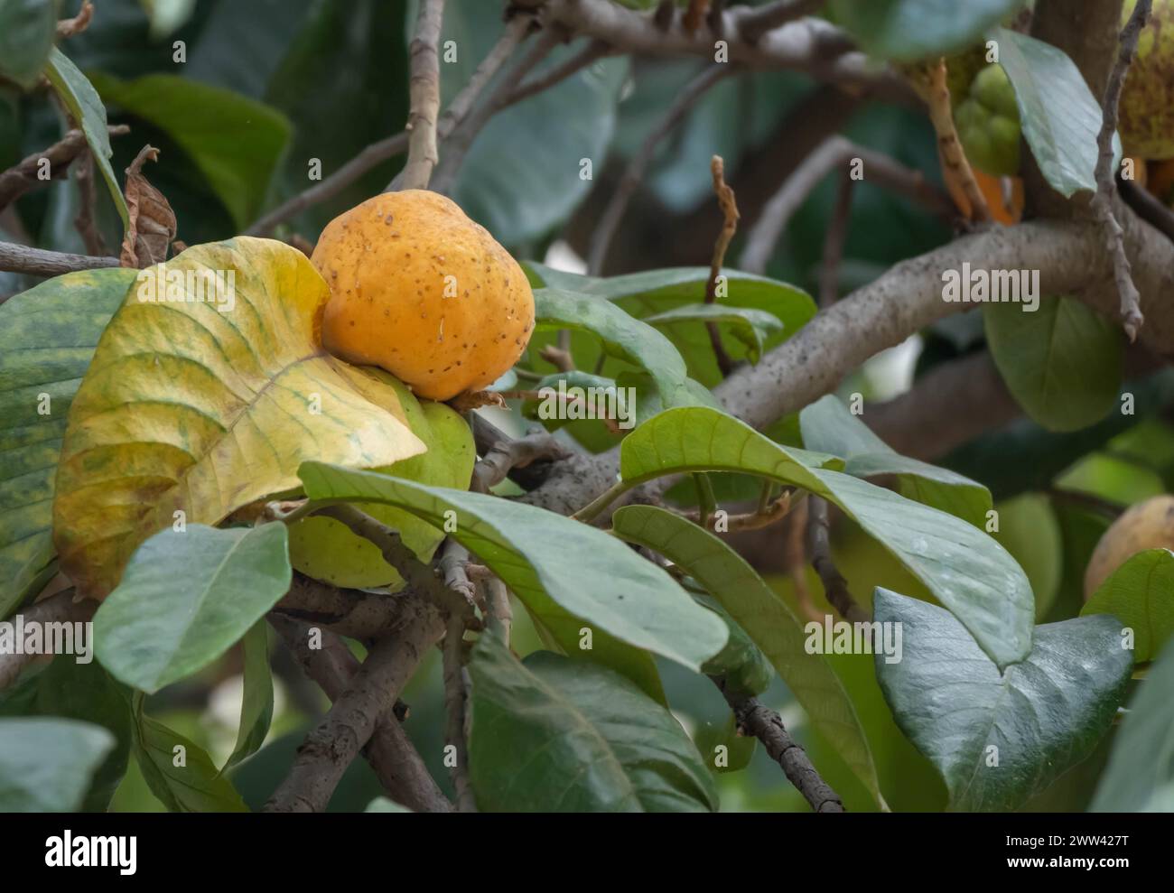 Artocarpus lacucha, also known as monkey jack or monkey fruit, is a tropical evergreen tree species of the family Moraceae. Stock Photo