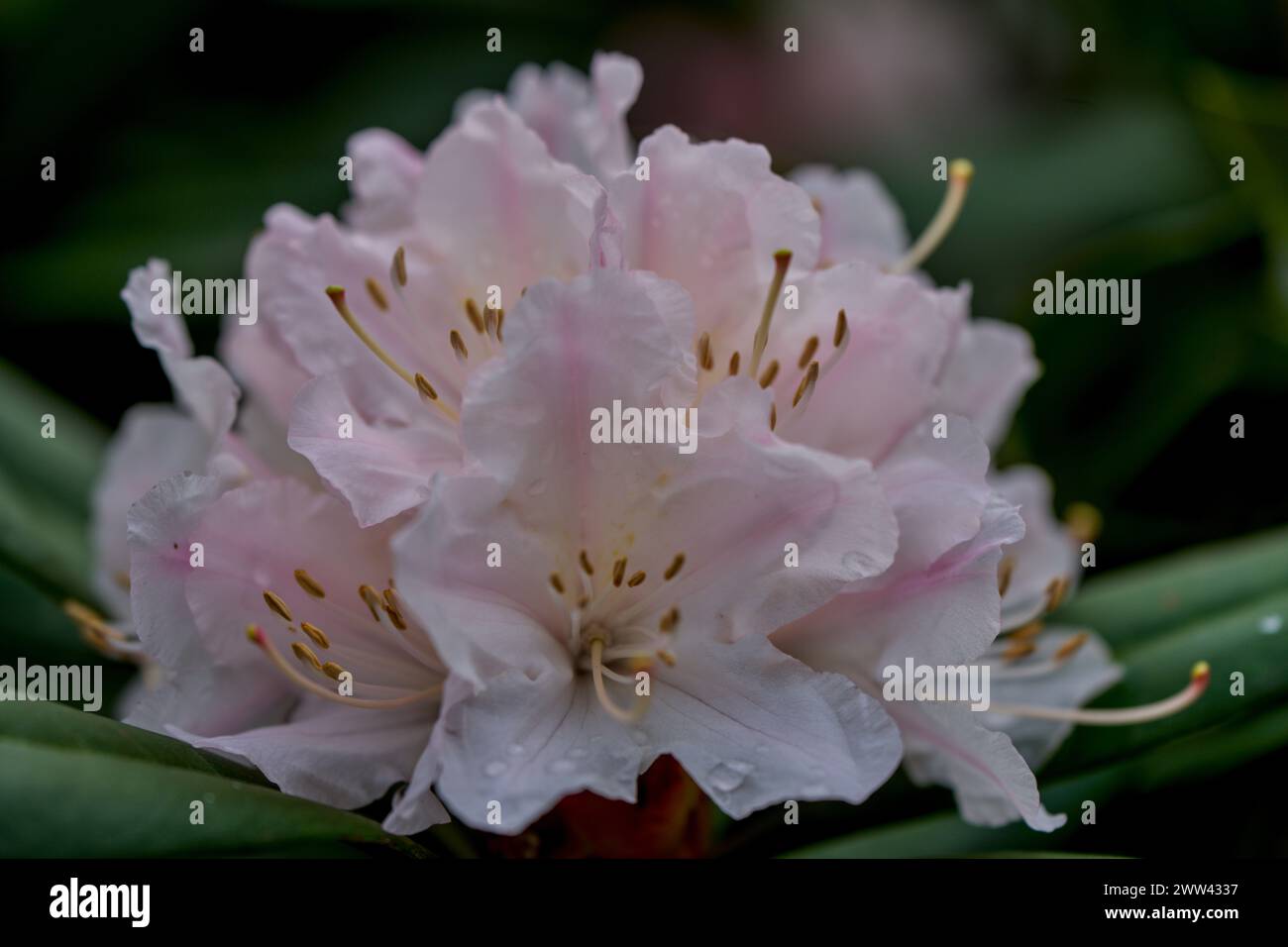 Spring Rhododendron Early spring rhododendron blossom Rhododendron gloriosum Stock Photo ...