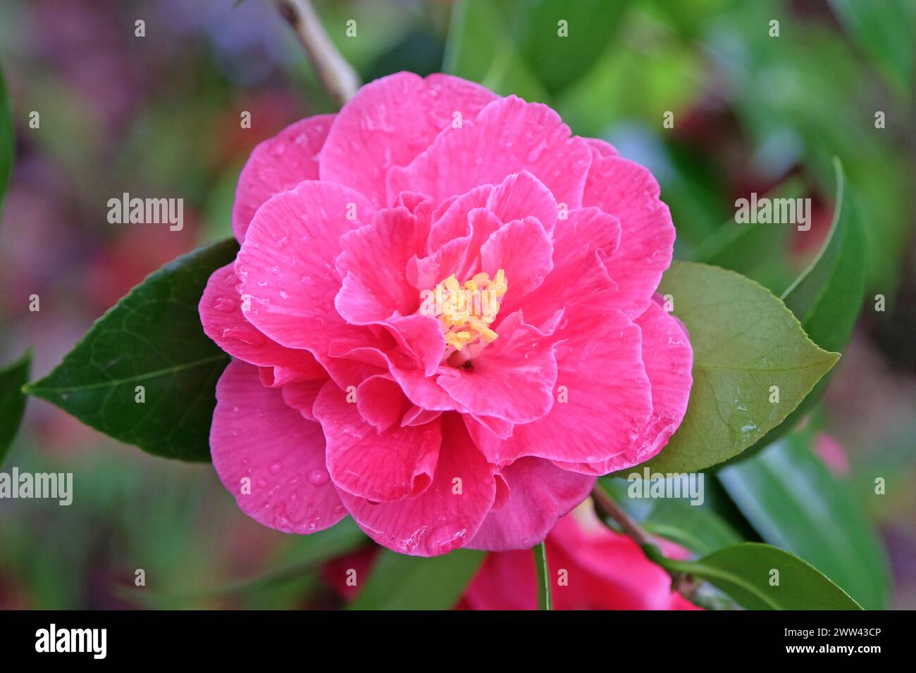 Dark pink semi double camellia 'William Carlyon' in flower Stock Photo