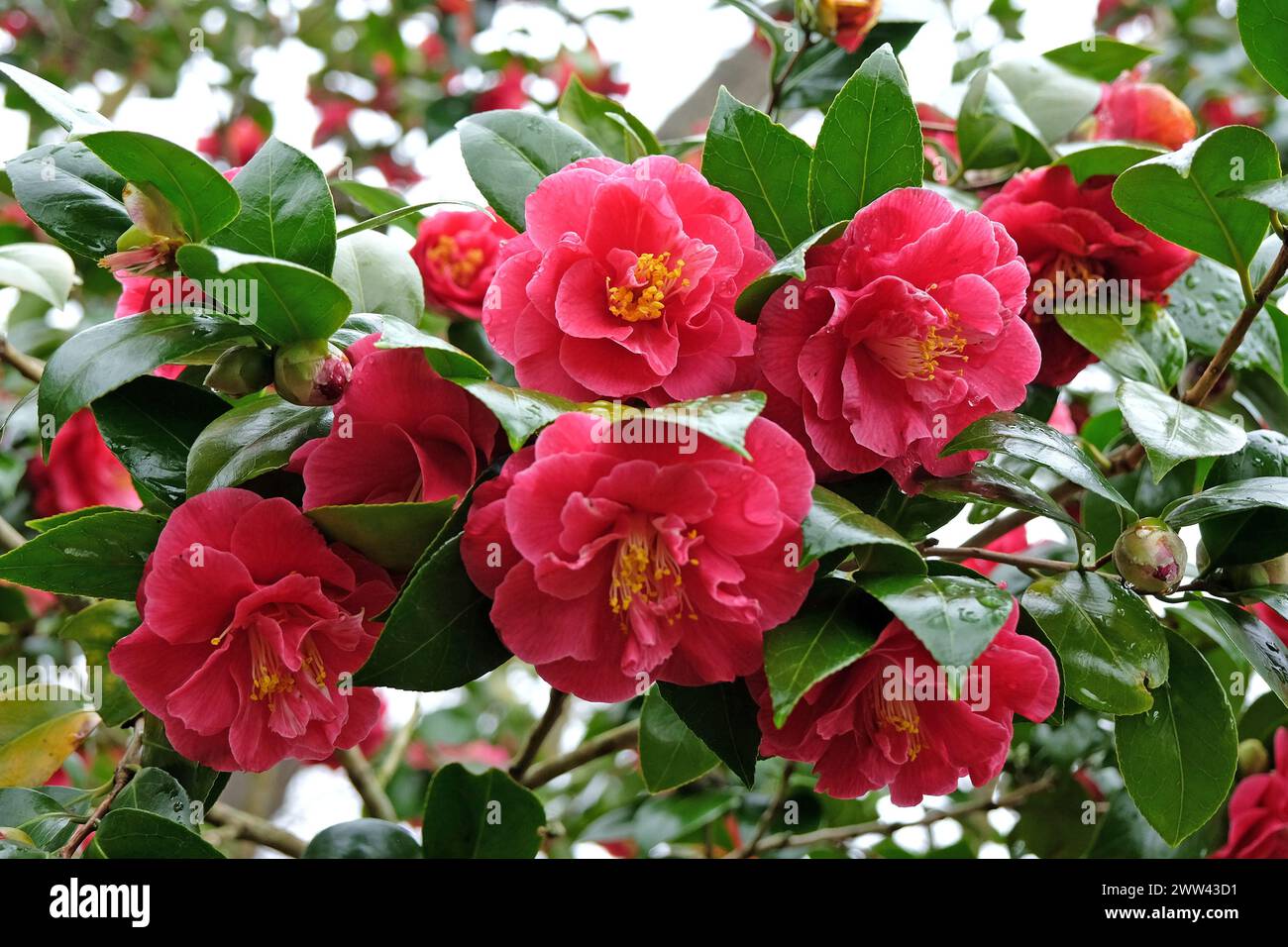 Dark pink semi double camellia 'William Carlyon' in flower Stock Photo