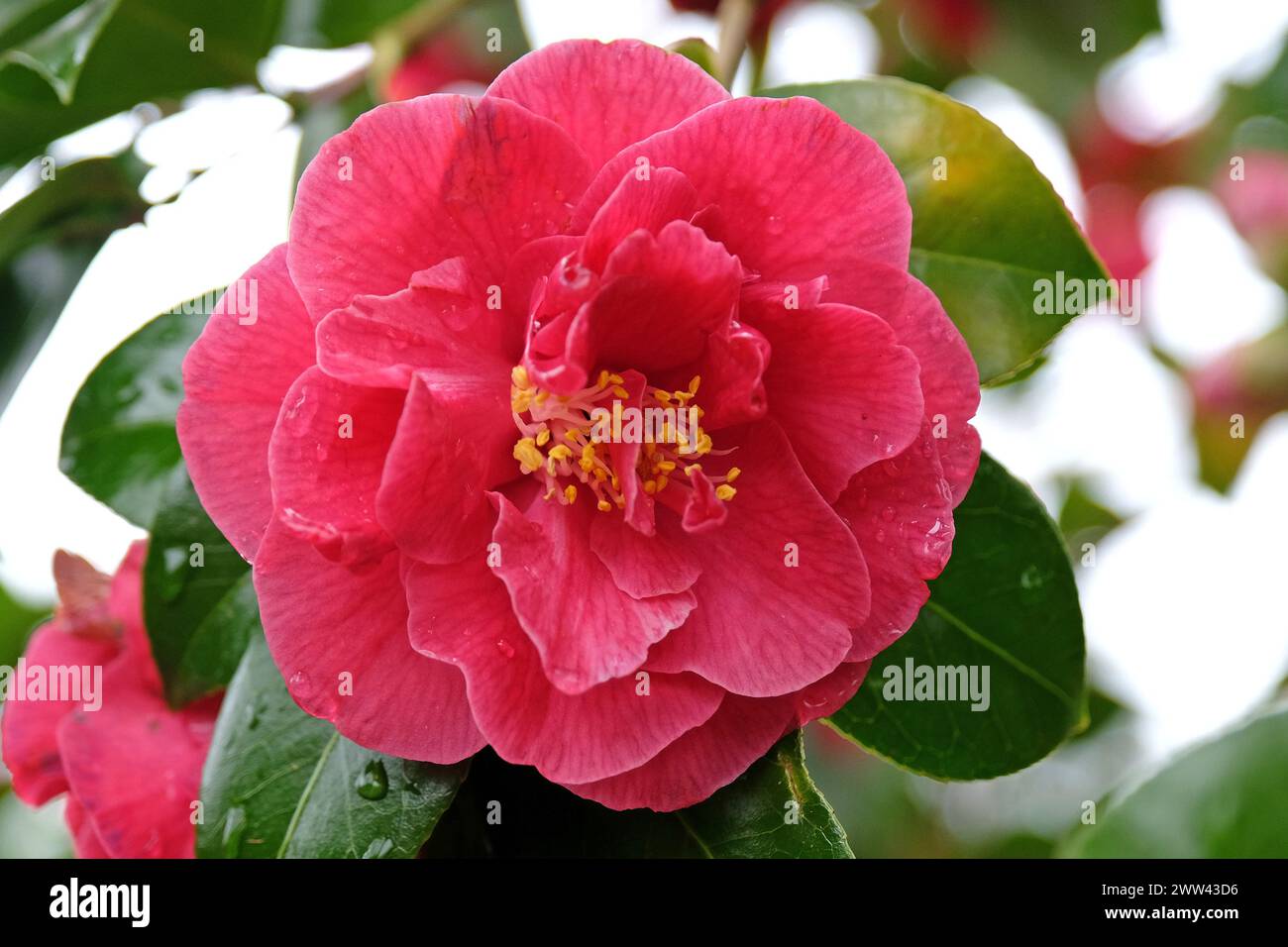 Dark pink semi double camellia 'William Carlyon' in flower Stock Photo