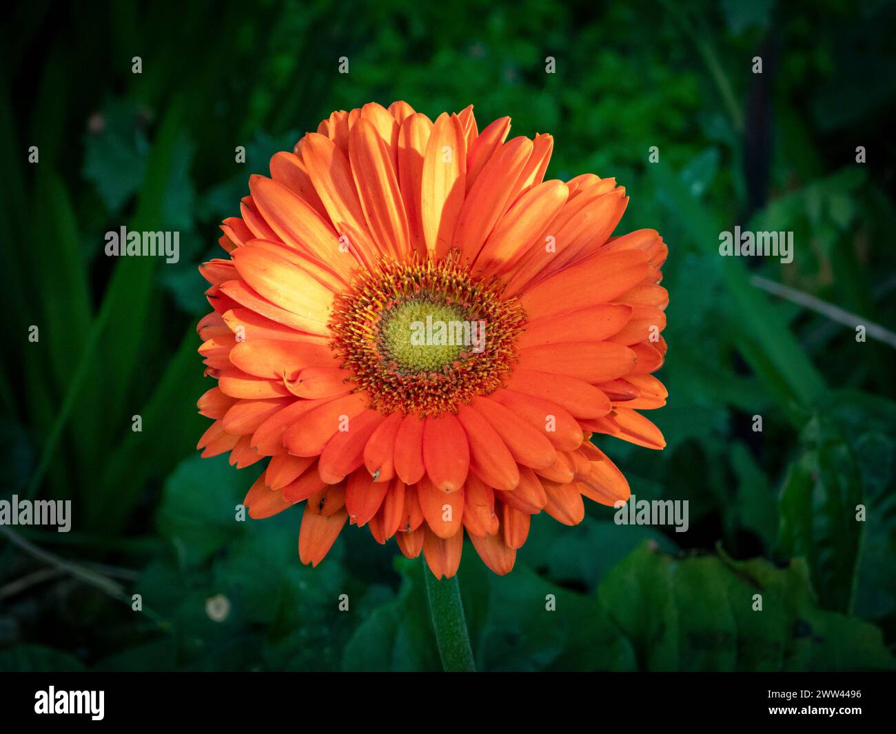An orange flower atop green stems against dark backdrop Stock Photo