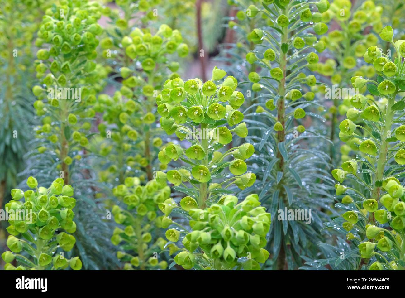 Green Euphorbia characias, the Mediterranean spurge or Albanian spurge in flower. Stock Photo