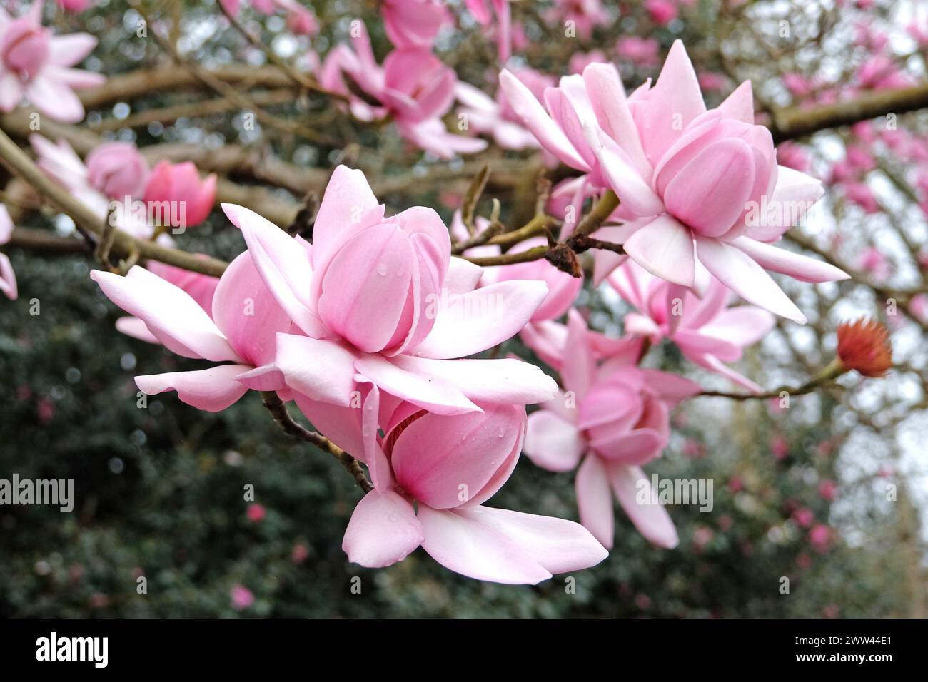 Pink Magnolia campbellii, or Campbell's magnolia in flower. Stock Photo