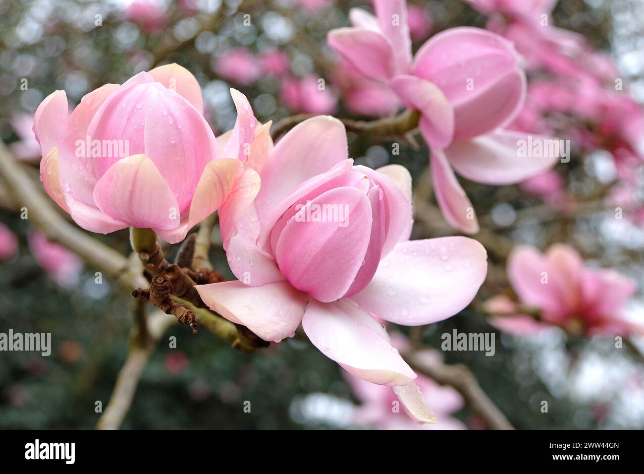 Pink Magnolia campbellii, or Campbell's magnolia in flower. Stock Photo