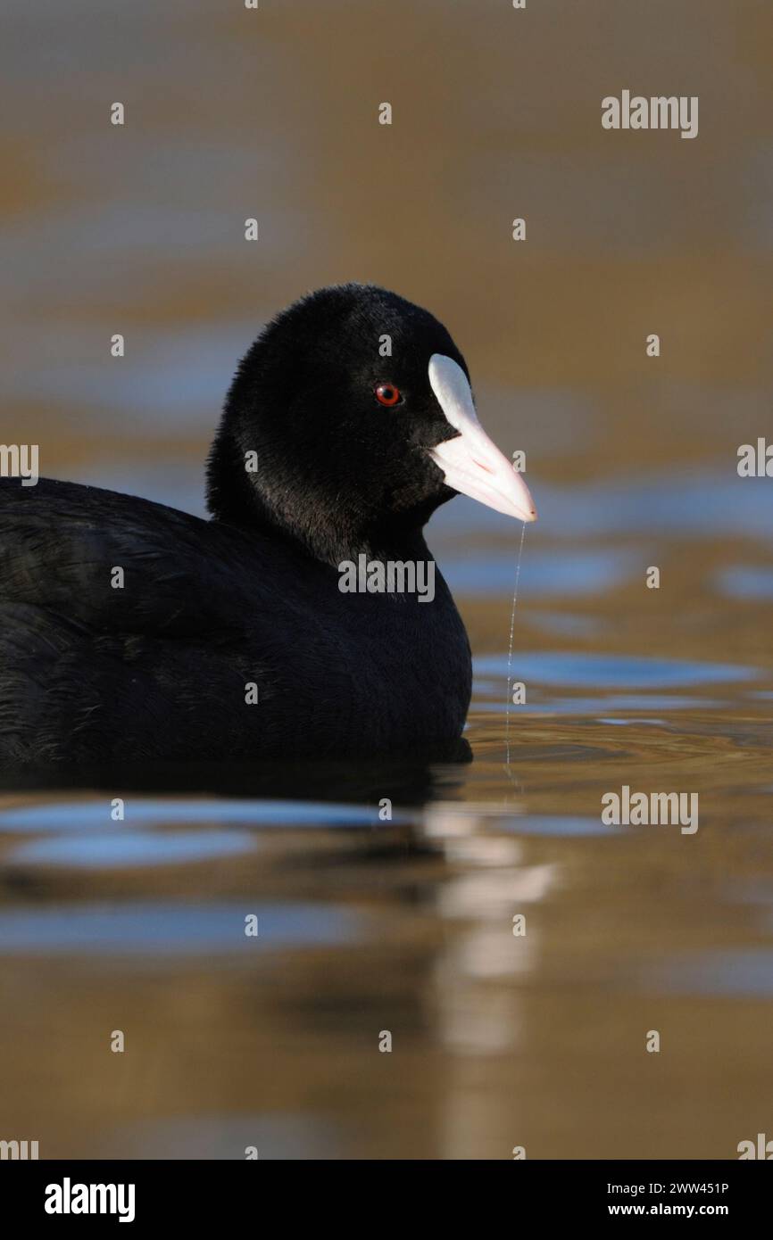 Black Coot / Coot / Eurasian Coot ( Fulica atra ) swims in perfect light on nice coloured water, well known an d common native waterbird, wildlife, Eu Stock Photo