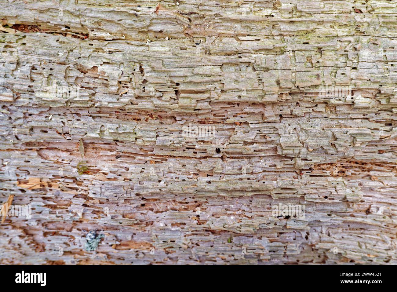 Closeup view of a rotting tree dry with no bark left lots of insect holes and cavities for backgrounds wallpaper textures backdrops flat-lays and copy Stock Photo