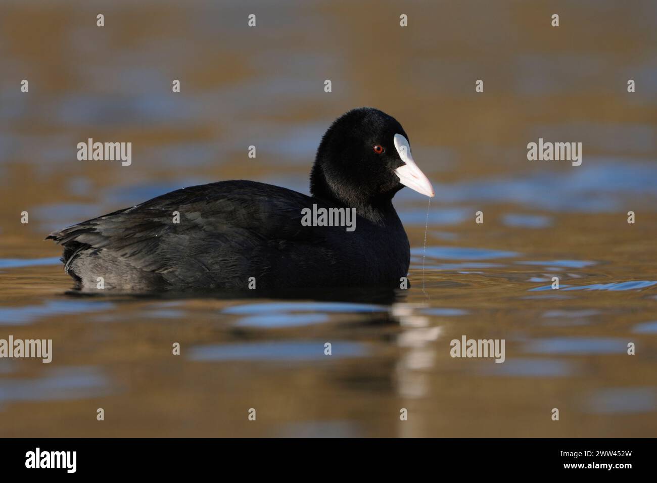 Black Coot / Coot / Eurasian Coot ( Fulica atra ) swims in perfect light on nice coloured water, well known an d common native waterbird, wildlife, Eu Stock Photo