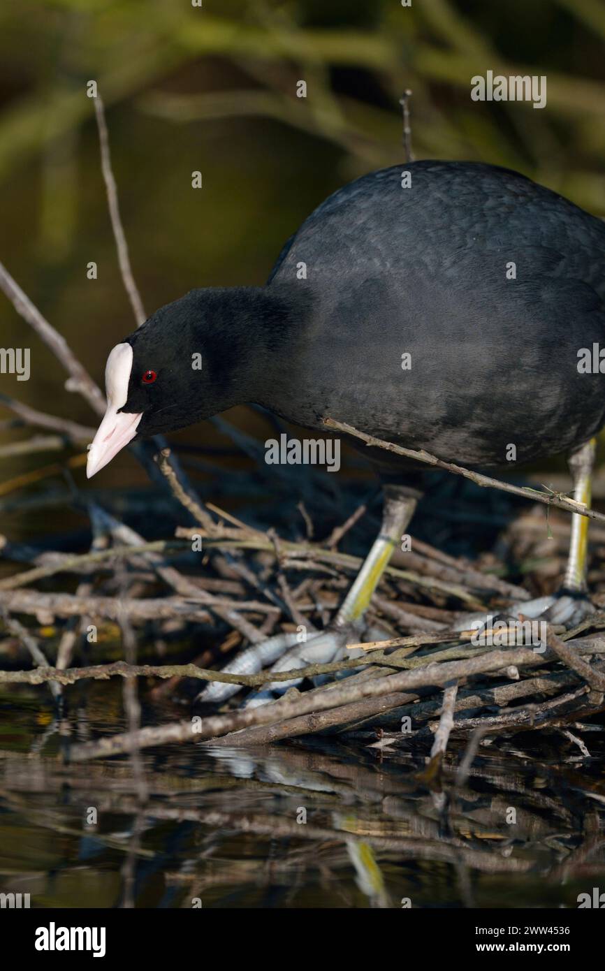 Black Coot / Coot / Eurasian Coot ( Fulica atra ) building its nest, nesting, nest construction under bushes near the water's edge, wildlife, Europe. Stock Photo