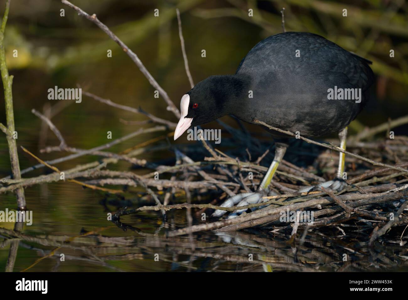 Black Coot / Coot / Eurasian Coot ( Fulica atra ) building its nest, nesting, nest construction under bushes near the water's edge, wildlife, Europe. Stock Photo