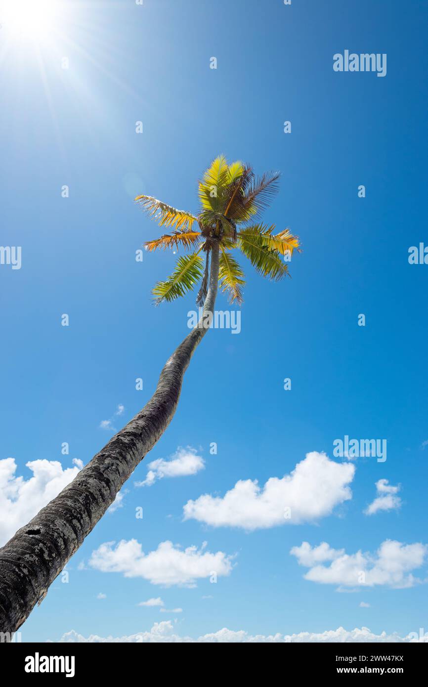Palm tree against blue sky on sunny summer day. Stock Photo