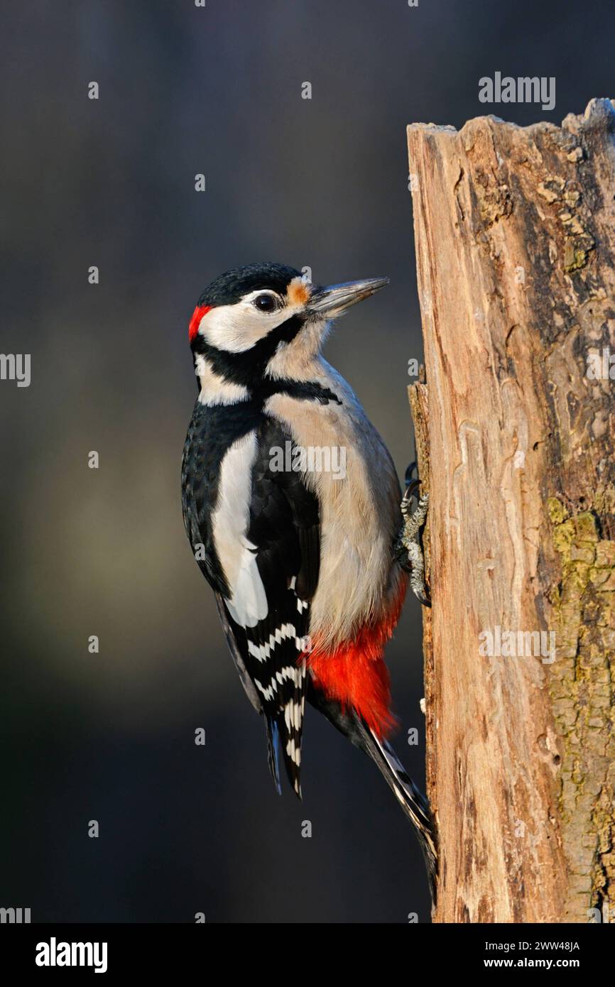 Nahrungssuche im morschen Holz... Buntspecht  Dendrocopos major  im schönsten Licht, allgemein bekannter, häufiger Specht, hier das Männchen, erkennbar am roten Nackenfleck, heimische Vogelwelt, Tierwelt, Natur *** Male Great Spotted Woodpecker  Dendrocopos major  in beautiful light, perched at a rotten tree trunk searching for food, wildlife, Europe. Nordrhein-Westfalen Deutschland, Westeuropa Stock Photo