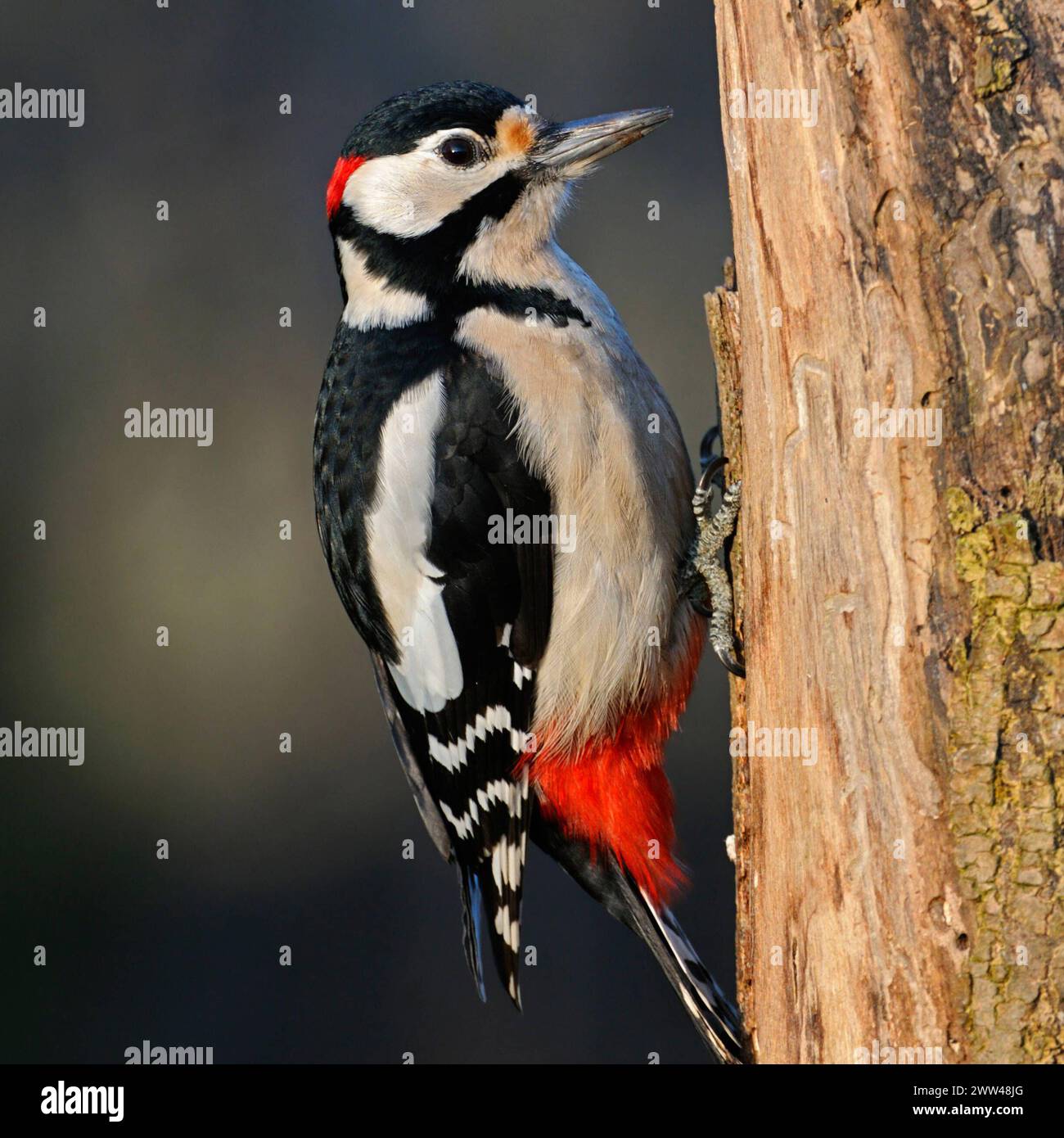 Nahrungssuche im morschen Holz... Buntspecht  Dendrocopos major  im schönsten Licht, allgemein bekannter, häufiger Specht, hier das Männchen, erkennbar am roten Nackenfleck, heimische Vogelwelt, Tierwelt, Natur *** Male Great Spotted Woodpecker  Dendrocopos major  in beautiful light, perched at a rotten tree trunk searching for food, wildlife, Europe. Nordrhein-Westfalen Deutschland, Westeuropa Stock Photo