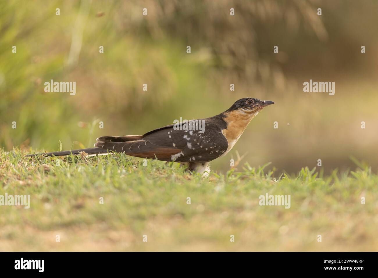 The great spotted cuckoo (Clamator glandarius) is a member of the cuckoo order of birds, the Cuculiformes, It is widely spread throughout Africa and t Stock Photo