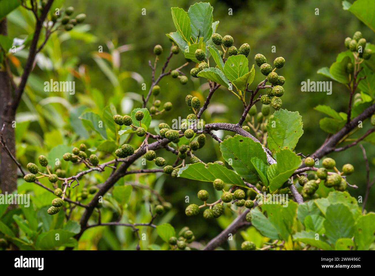 Alder tree seed hi-res stock photography and images - Alamy