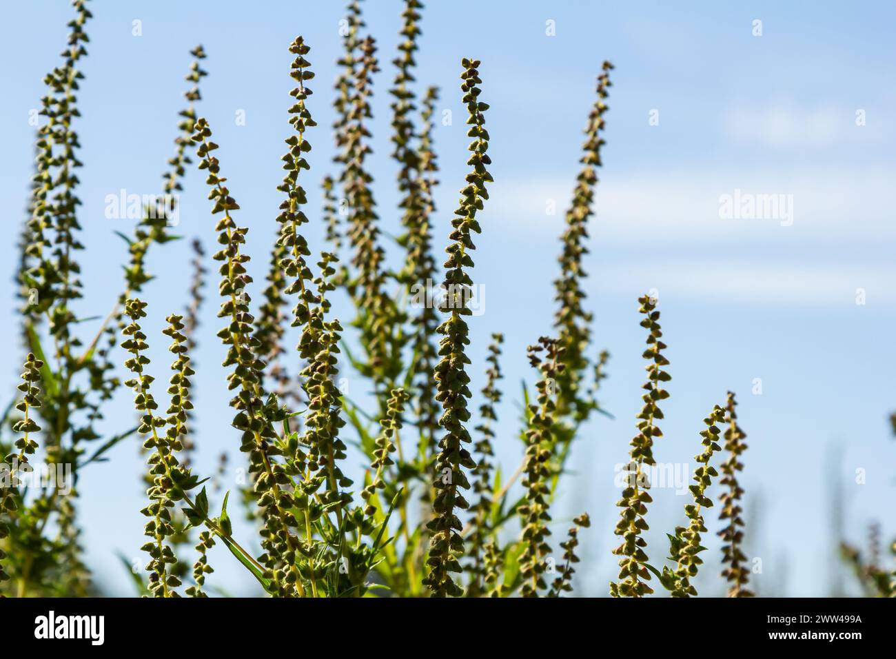 Ambrosia trifida, the giant ragweed, is a species of flowering plant in the family Asteraceae. Stock Photo