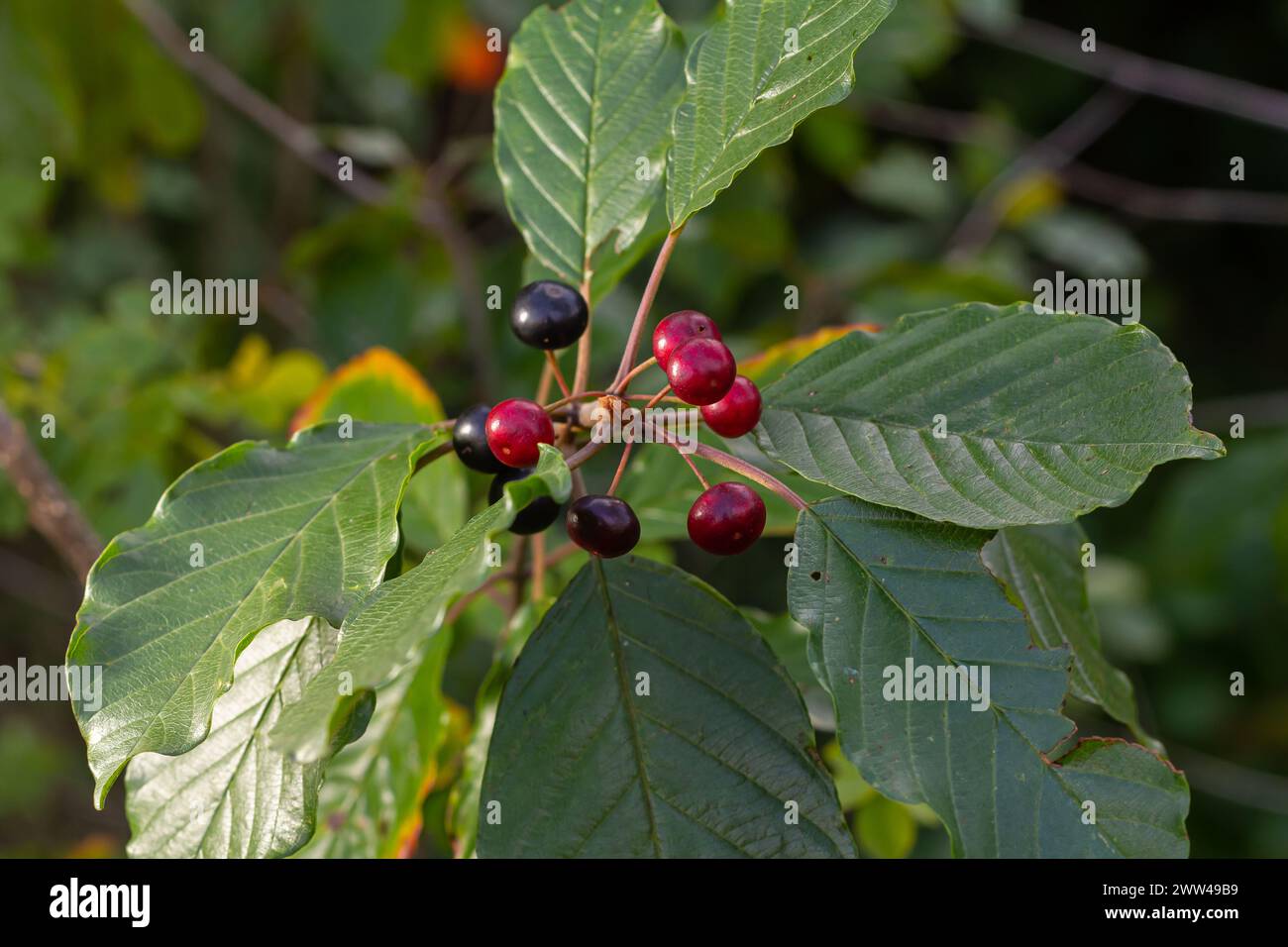 Leaves and fruits of the medicinal shrub Frangula alnus, Rhamnus frangula with poisonous black and red berries closeup. Stock Photo
