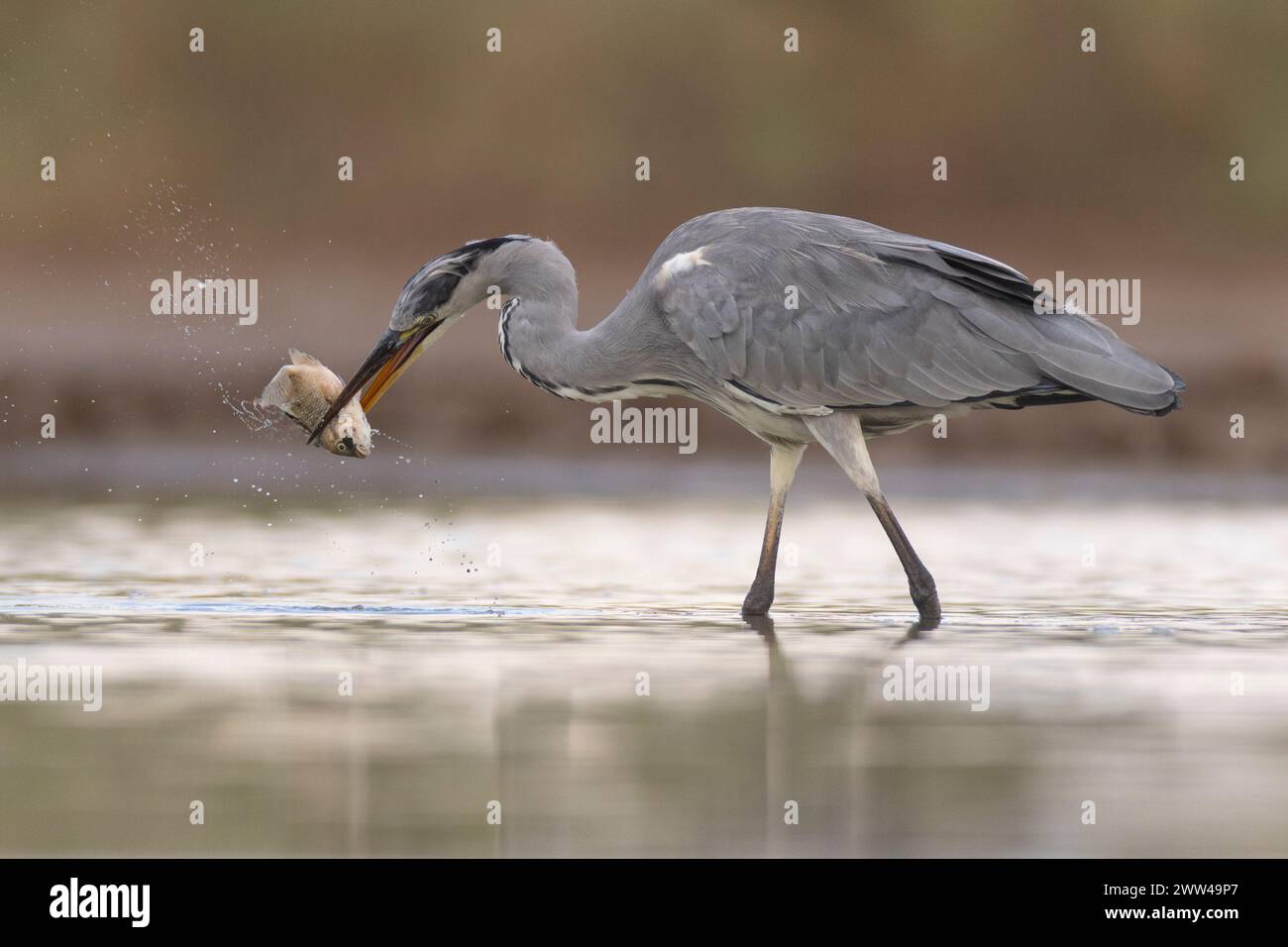 Grey heron (Ardea cinerea) fishing in a water pond. This large bird hunts in lakes, rivers and marshes, catching fish or small animals with a darting Stock Photo