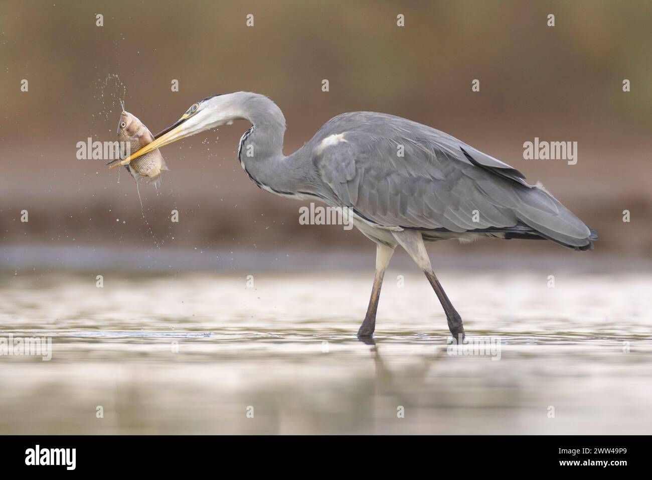 Grey heron (Ardea cinerea) fishing in a water pond. This large bird hunts in lakes, rivers and marshes, catching fish or small animals with a darting Stock Photo