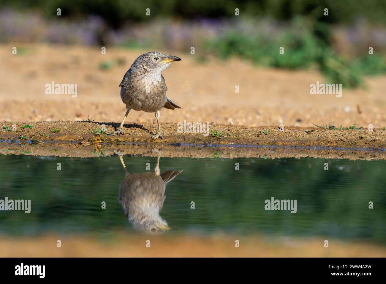 Arabian babbler near water The Arabian babbler (Argya squamiceps) is a passerine bird. It is a communally nesting resident bird of arid scrub in the M Stock Photo