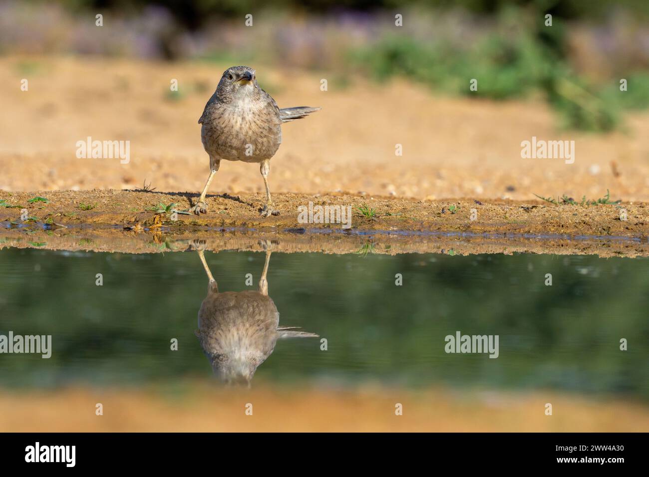 Arabian babbler near water The Arabian babbler (Argya squamiceps) is a passerine bird. It is a communally nesting resident bird of arid scrub in the M Stock Photo