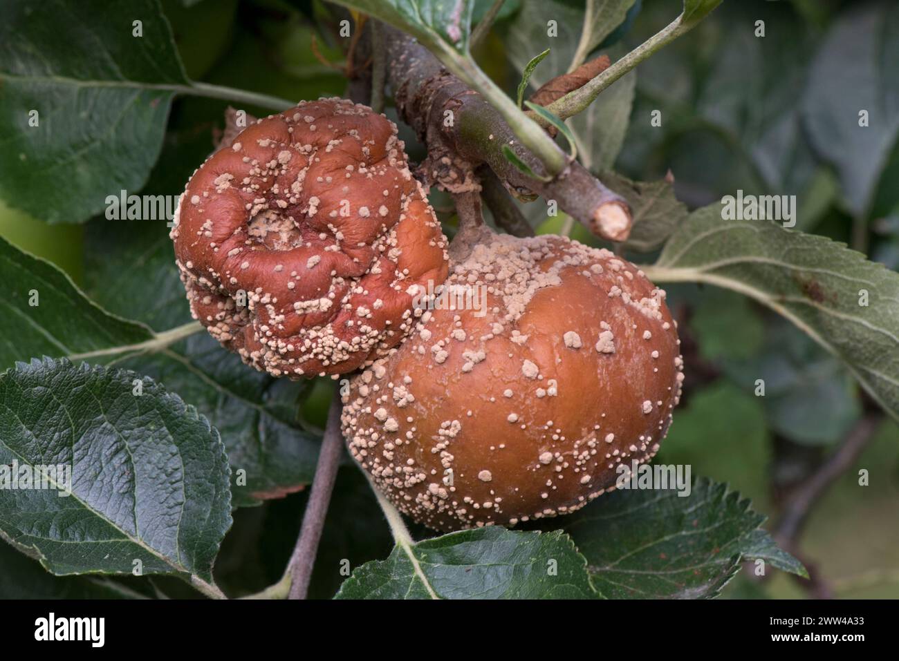 Cream white fungus pustules of brown rot (Monilinia fructigena) on rotting apples on an orchard tree, Berkshire, August Stock Photo