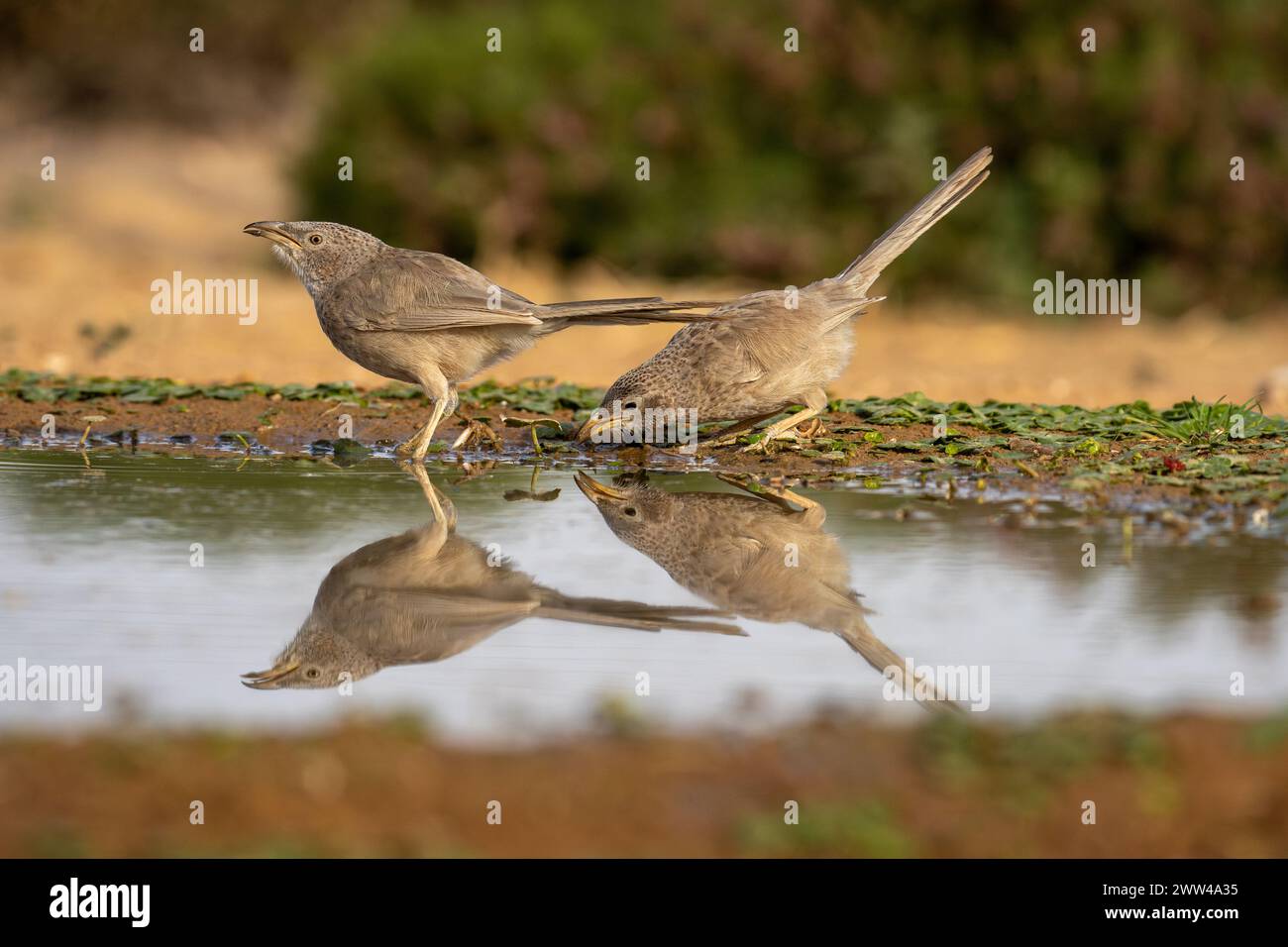 Arabian babbler near water The Arabian babbler (Argya squamiceps) is a ...