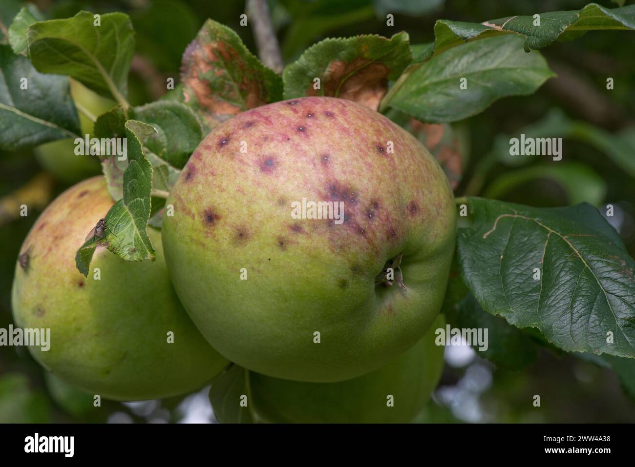 Small discreet lesions, a symptom of apple scab (Venruria inaequalis) on large mature Blenheim Orange apple  in summer, Berkshire, August Stock Photo