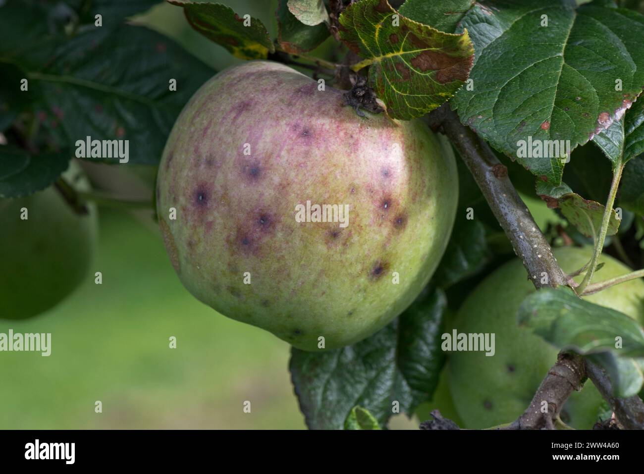 Small discreet lesions, a symptom of apple scab (Venruria inaequalis) on large mature Blenheim Orange apple  in summer, Berkshire, August Stock Photo
