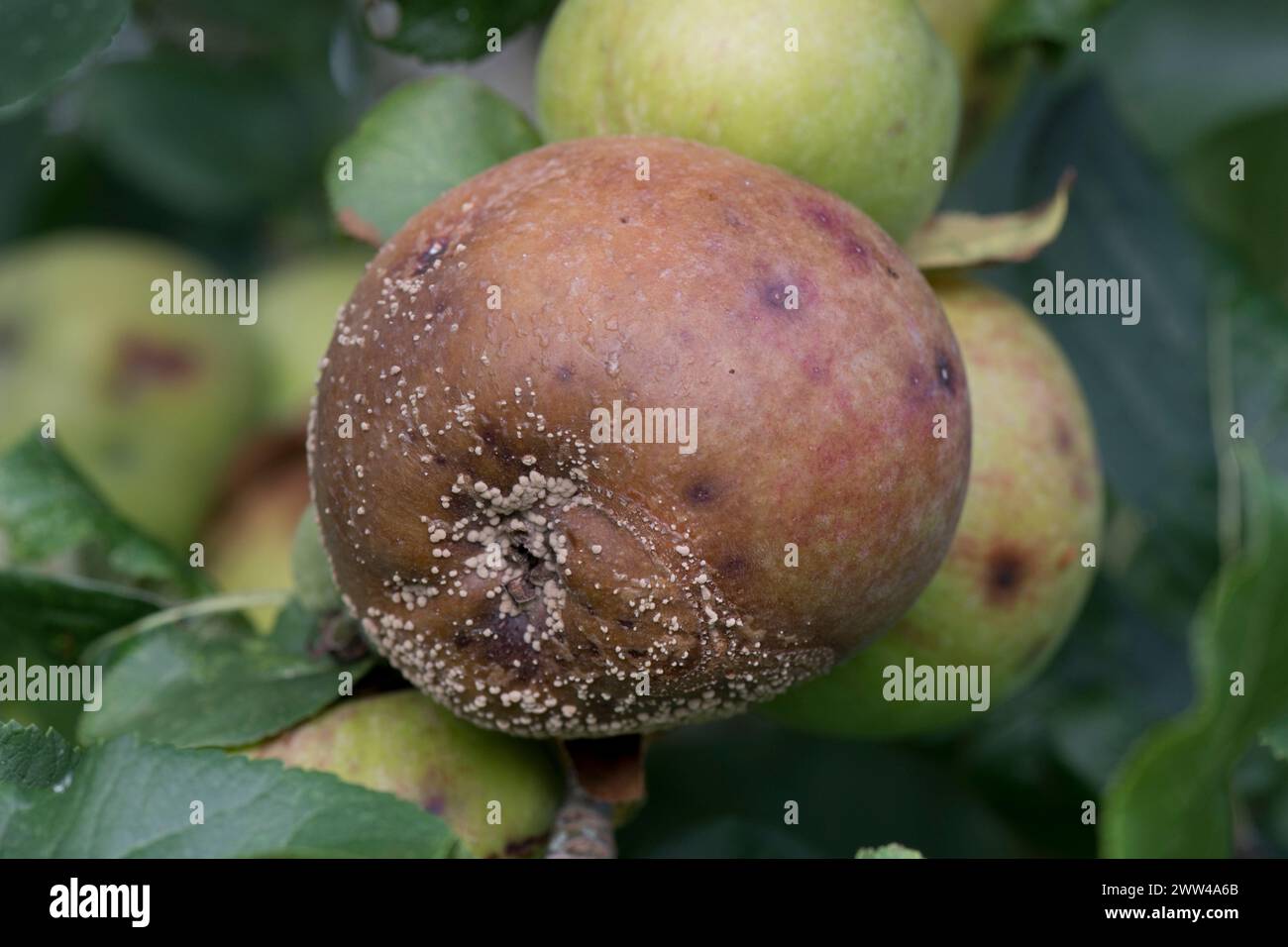 Cream white fungus pustules of brown rot (Monilinia fructigena) on rotting apples on an orchard tree, Berkshire, August Stock Photo