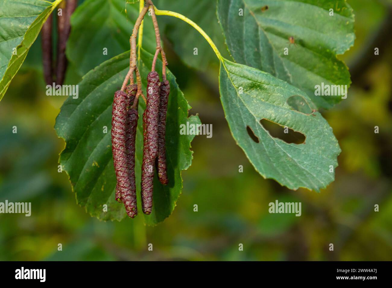 Speckled alders spread their seed through cone-like structures. Stock Photo