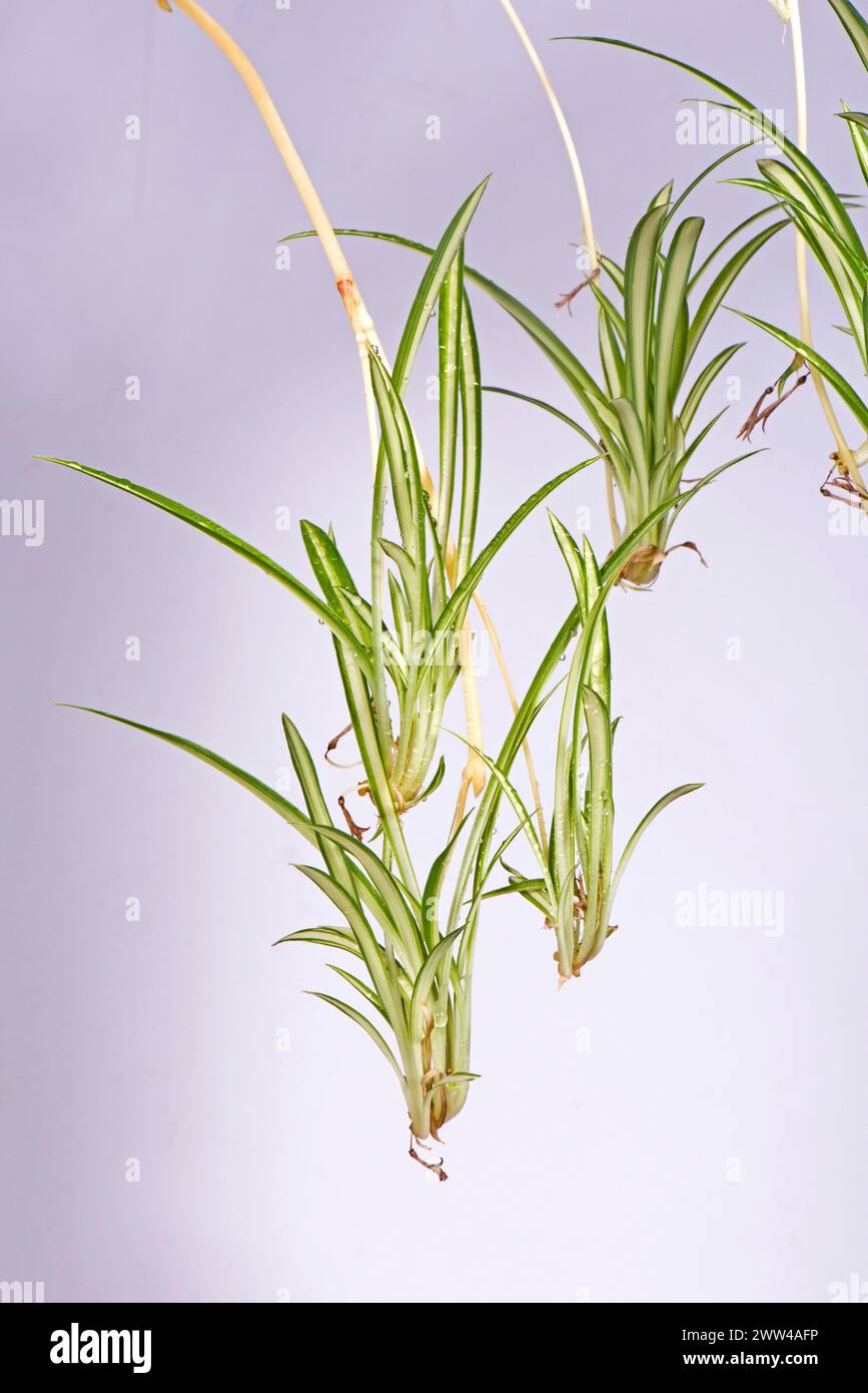 Baby plants on an umbilical stem originating from the mother spider plant (Chlorophytum comosum). Popular house plants with variegated green/white lea Stock Photo