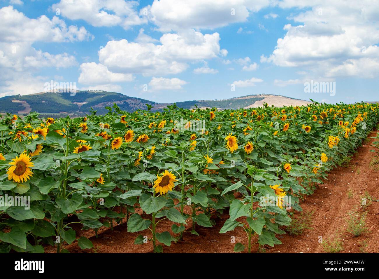 Closeup of a sunflower in a field Photographed in Israel in May Stock ...