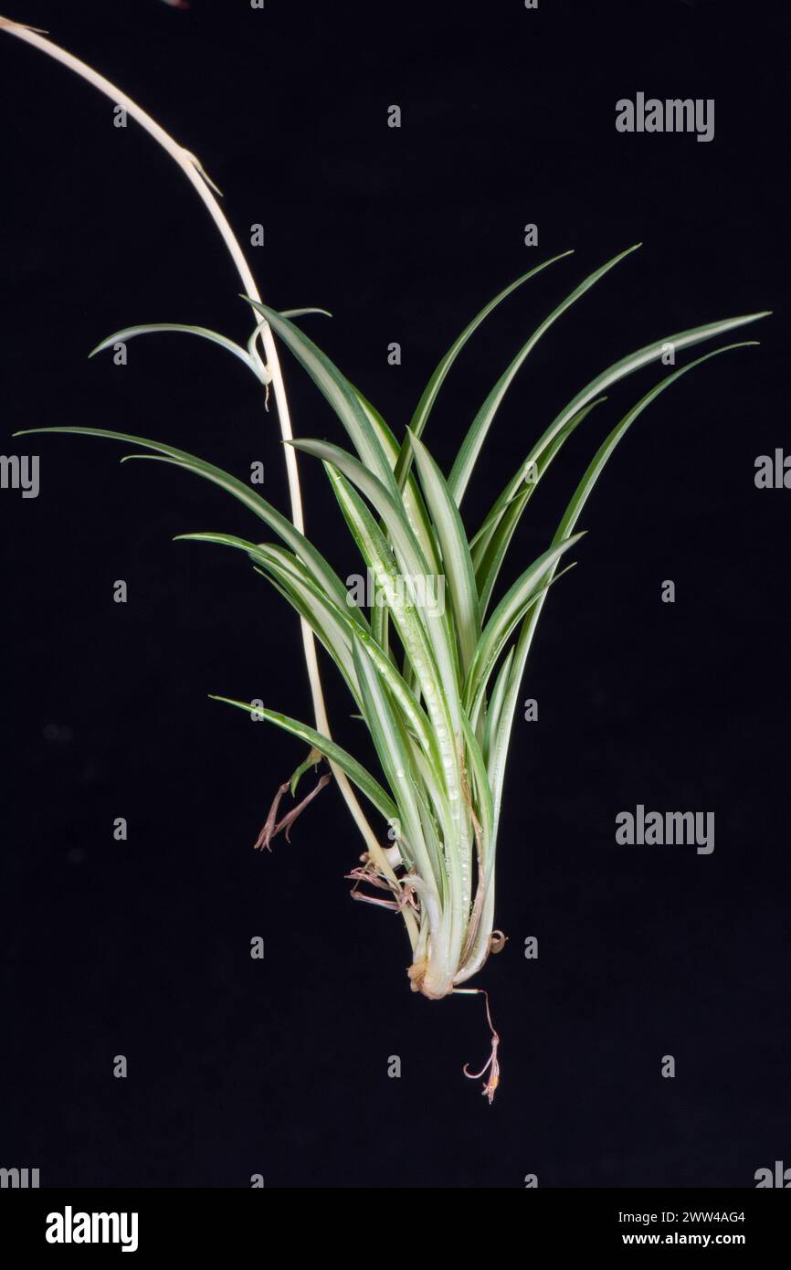 Baby plants on an umbilical stem originating from the mother spider plant (Chlorophytum comosum). Popular house plants with variegated green/white lea Stock Photo