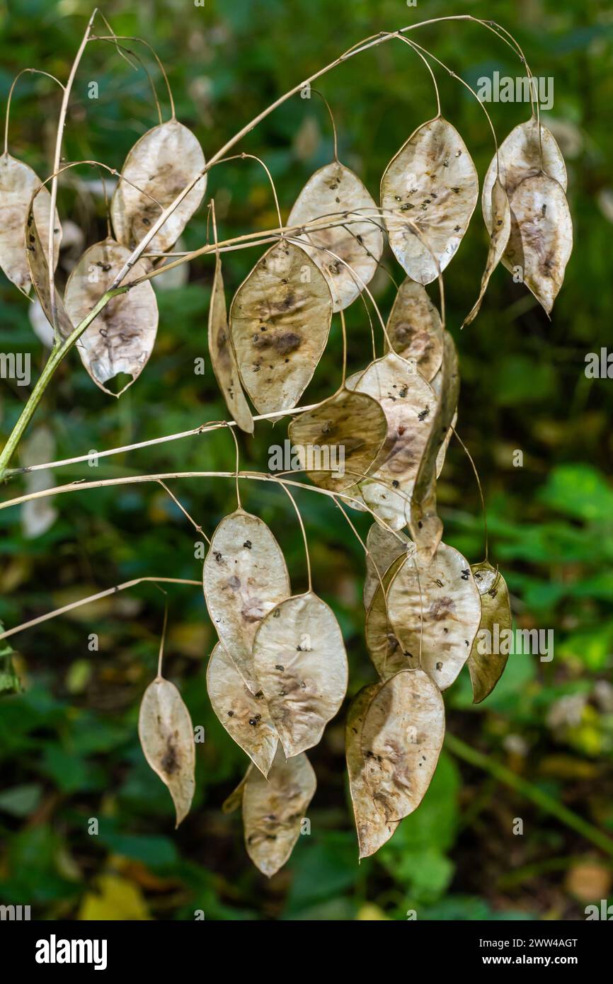 Dry silicles of Lunaria covered with rime in autumn morning against blurred garden. Closeup. Selective focus. Stock Photo