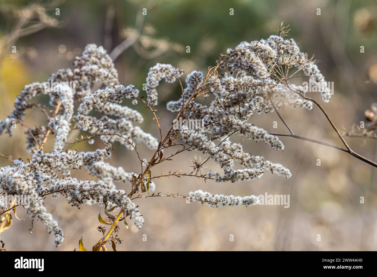 seeds with blow-balls of golden rod - Solidago canadensis wild plant at autumn. Stock Photo