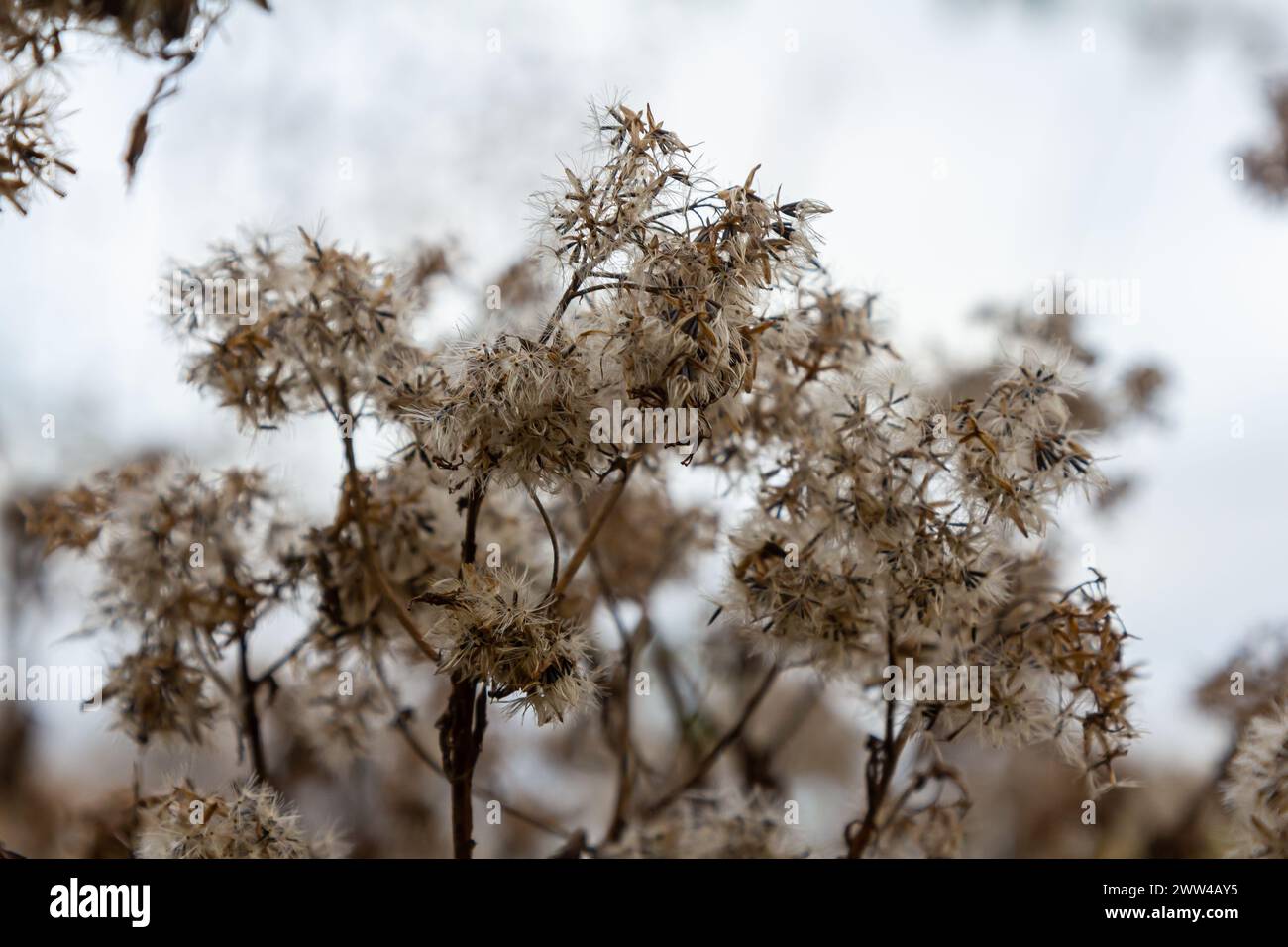 Fluffy white seeds of hemp-agrimony, selective focus - Eupatorium cannabinum. Stock Photo
