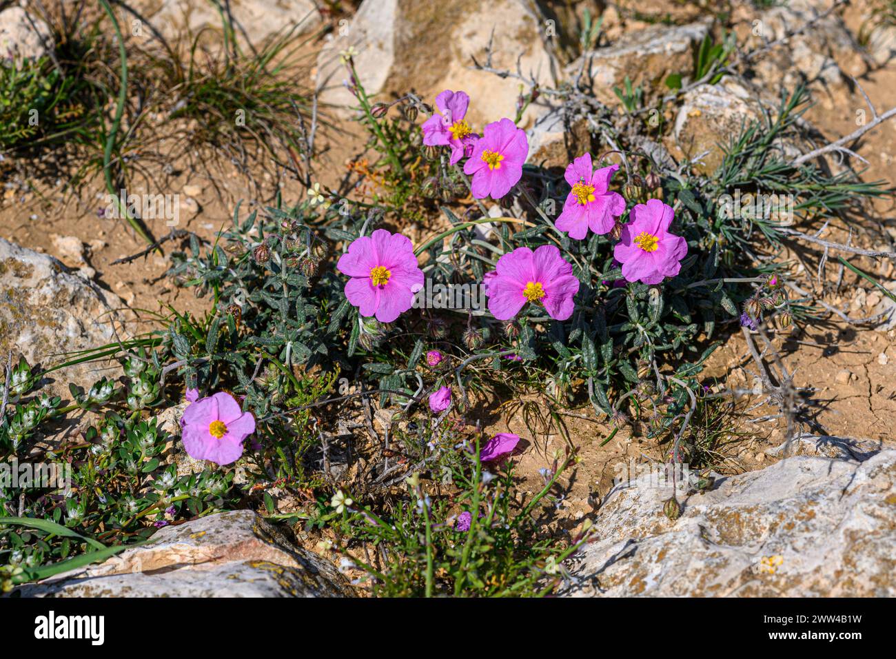Helianthemum vesicarium, Pink Sun-rose, Photographed at Har Amasa (Mount Amasa), Israel in spring February Stock Photo