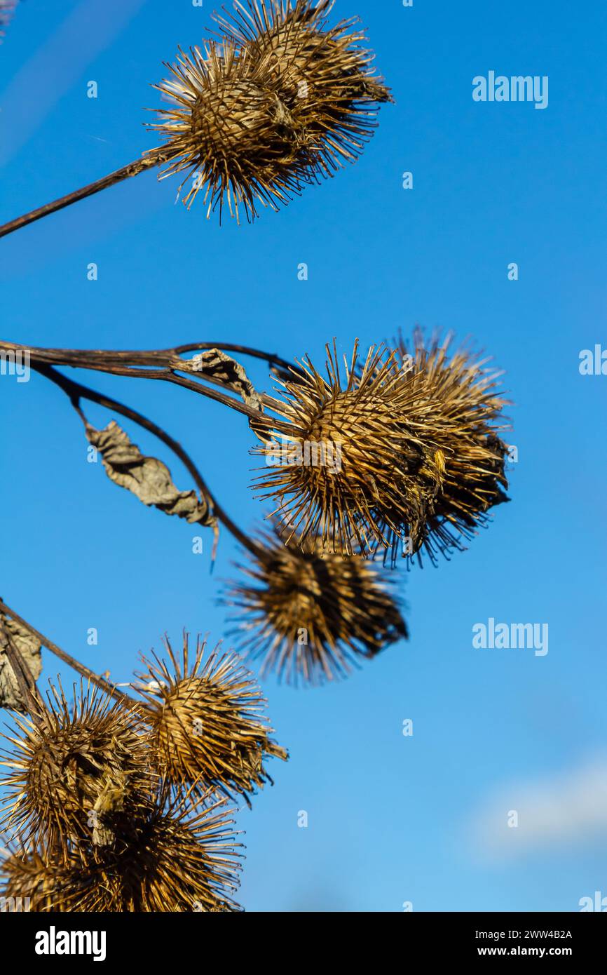 Arctium lappa, Lesser burdock dry seed heads. Arctium minus, autumn in the meadow with dried flowers burdock, commonly called greater burdock, edible Stock Photo