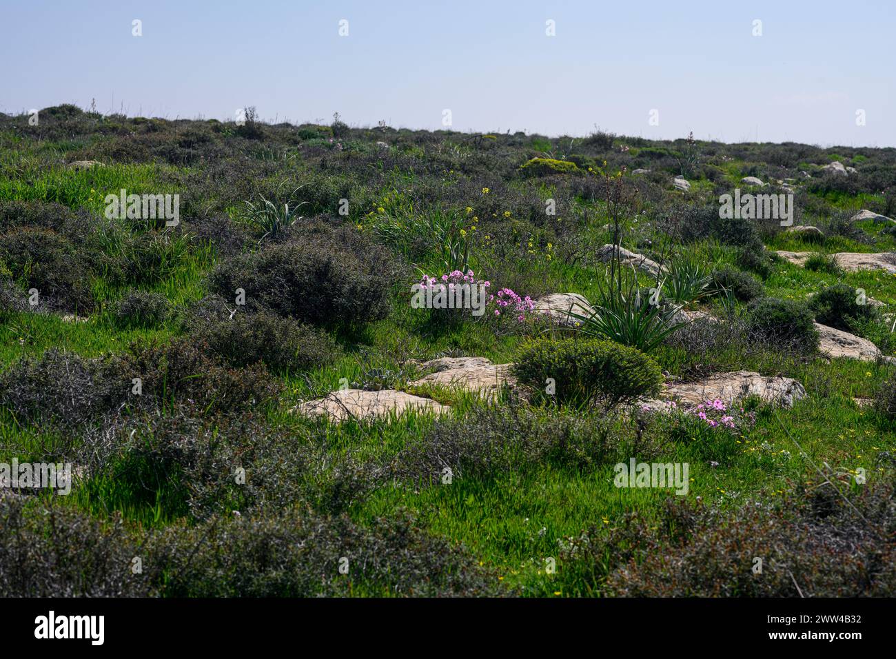 Har Amasa (Mount Amasa), Israel in spring time in the south of Israel. Located near the Yatir Forest 20 kilometres south of Hebron and 14 km northwest Stock Photo