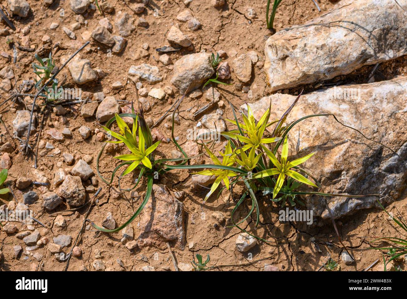 Gagea commutata common names include Stolonous Gagea and Yellow Star-of-Bethlehem, Photographed at Har Amasa (Mount Amasa), Israel in spring February Stock Photo