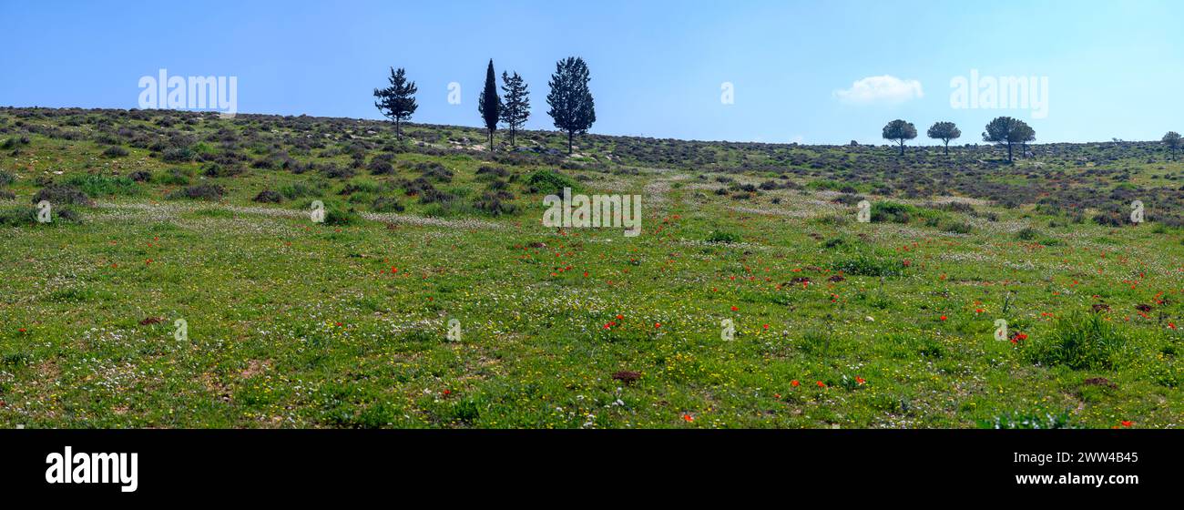 Har Amasa (Mount Amasa), Israel in spring time in the south of Israel. Located near the Yatir Forest 20 kilometres south of Hebron and 14 km northwest Stock Photo