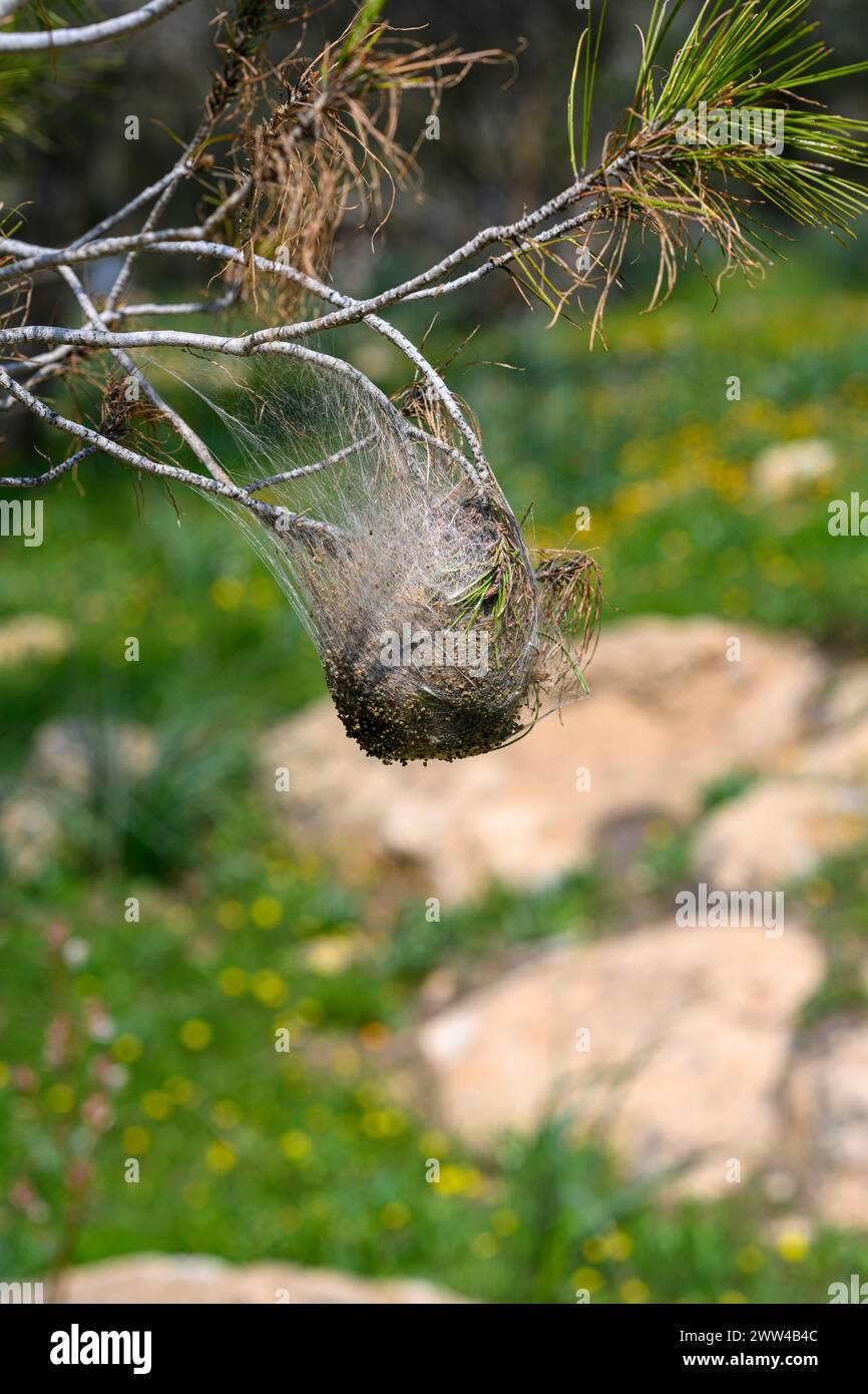 Larva with spun hi-res stock photography and images - Alamy