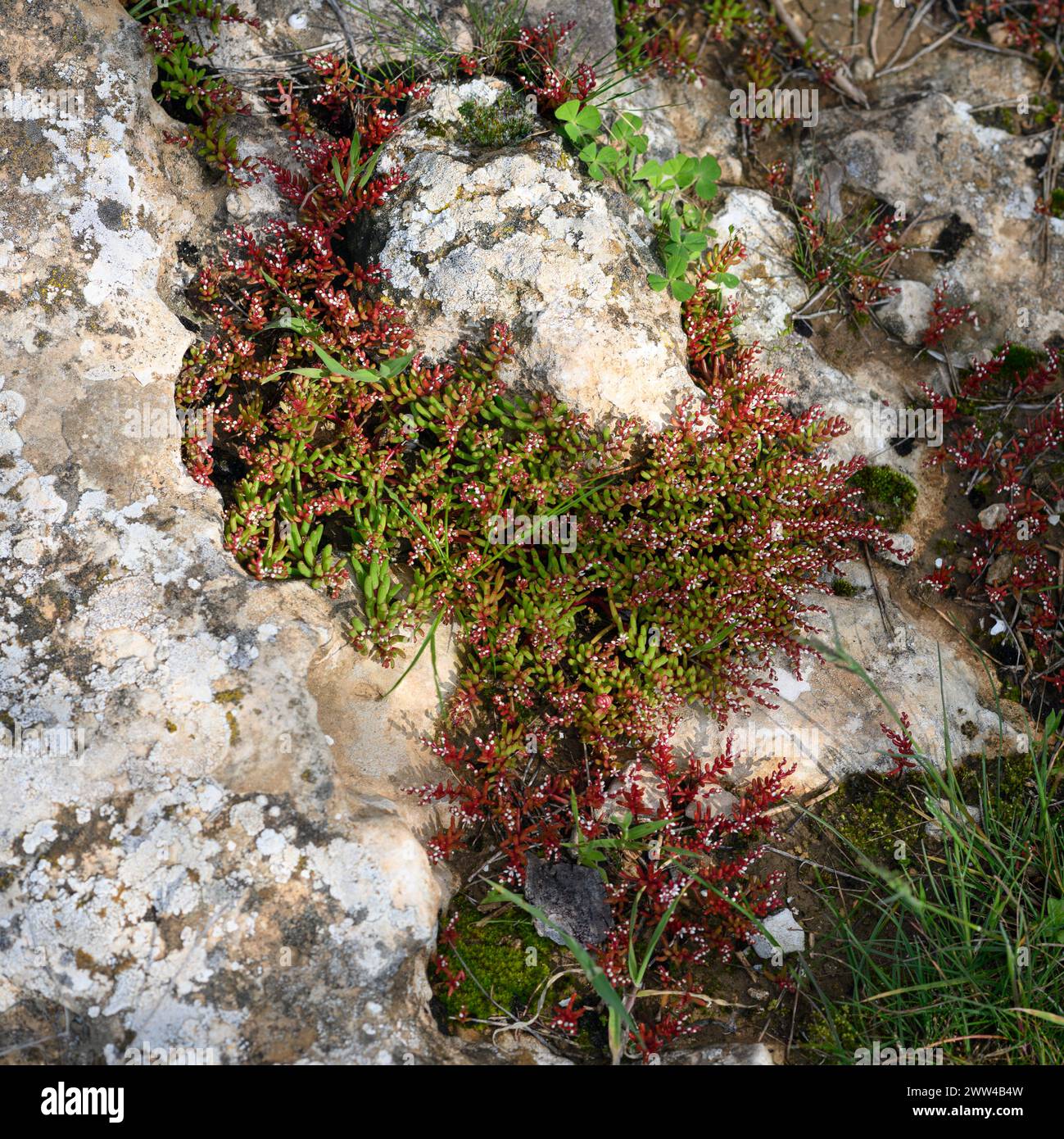 Sedum microcarpum (Synonym Telmissa microcarpa) Small-Fruited Stonecrop Photographed at Har Amasa (Mount Amasa), Israel in spring February Stock Photo