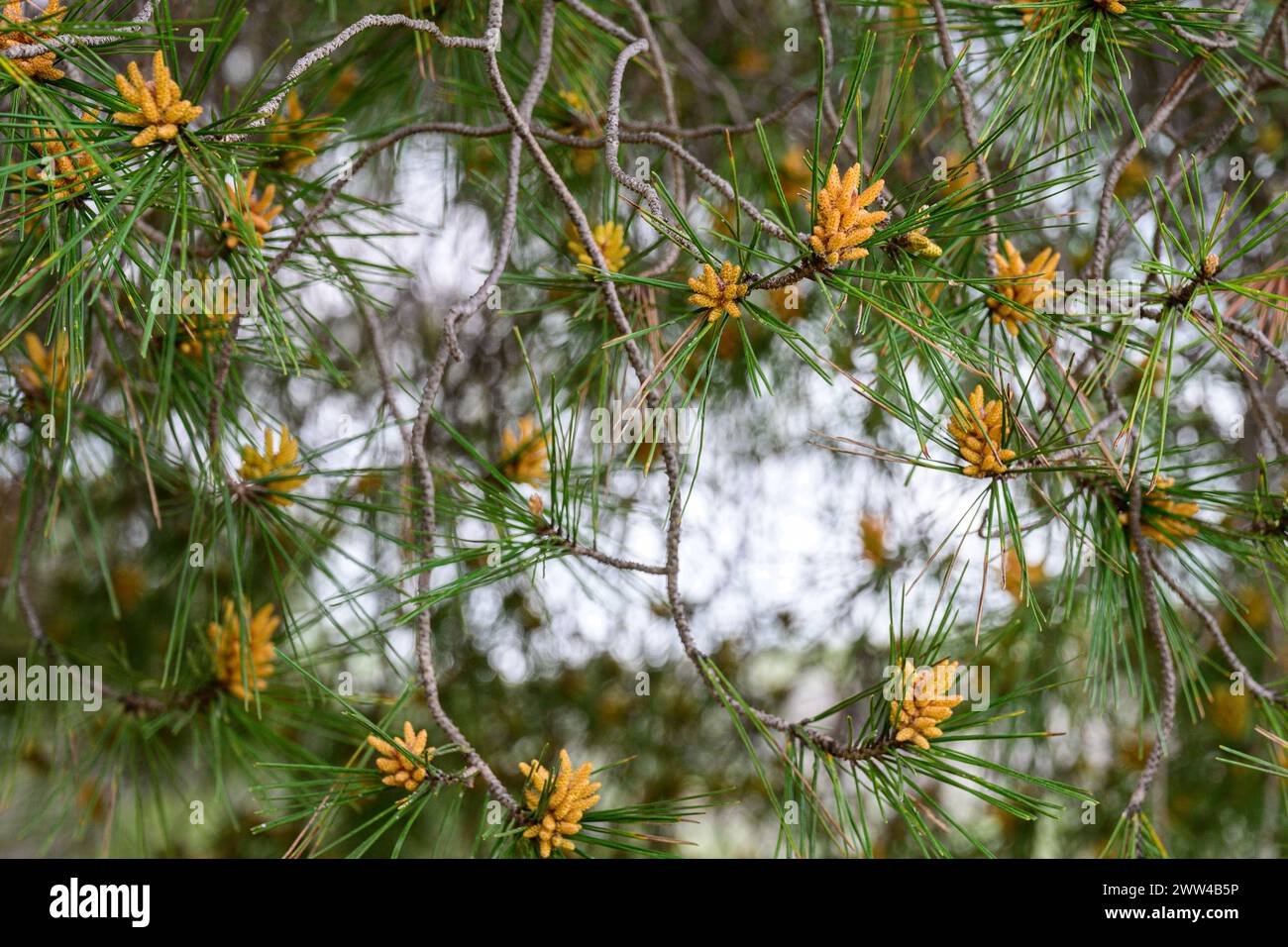 Male flowers of the Aleppo Pine Pinus halepensis, commonly known as the Aleppo pine, also known as the Jerusalem pine, is a pine native to the Mediter Stock Photo