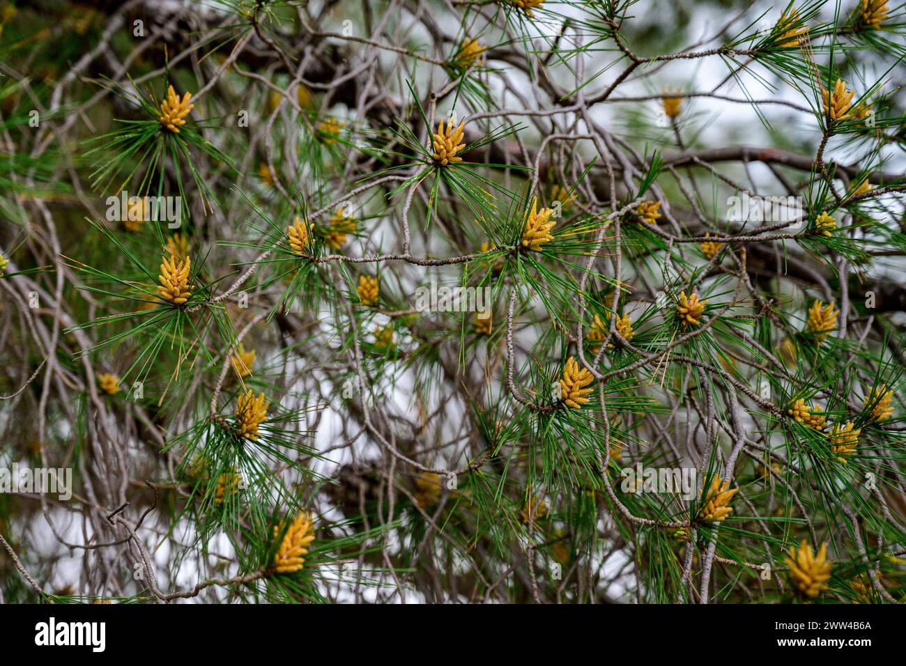 Male flowers of the Aleppo Pine Pinus halepensis, commonly known as the Aleppo pine, also known as the Jerusalem pine, is a pine native to the Mediter Stock Photo