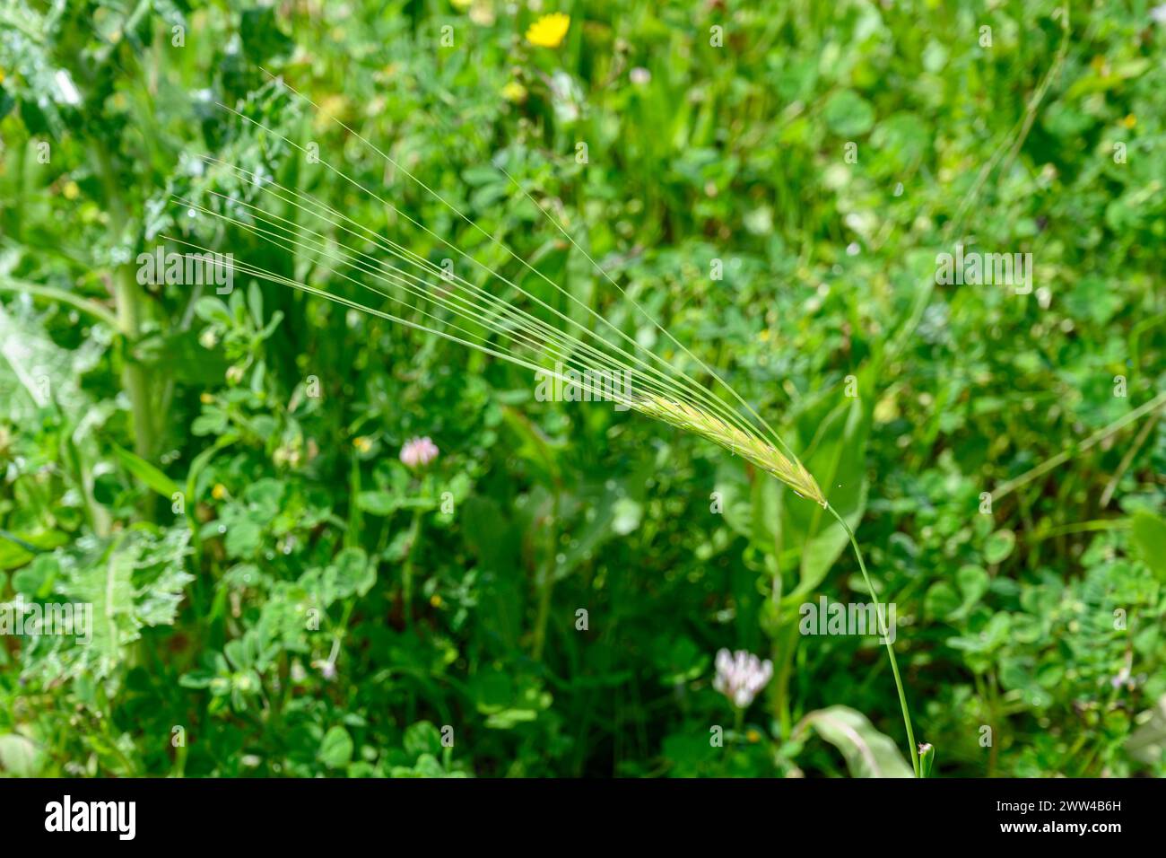 Wild wheat growing on lush green background in springtime in Israel (Triticum turgidum subsp. dicoccoides) Photographed in Jezreel Valley, Israel in M Stock Photo
