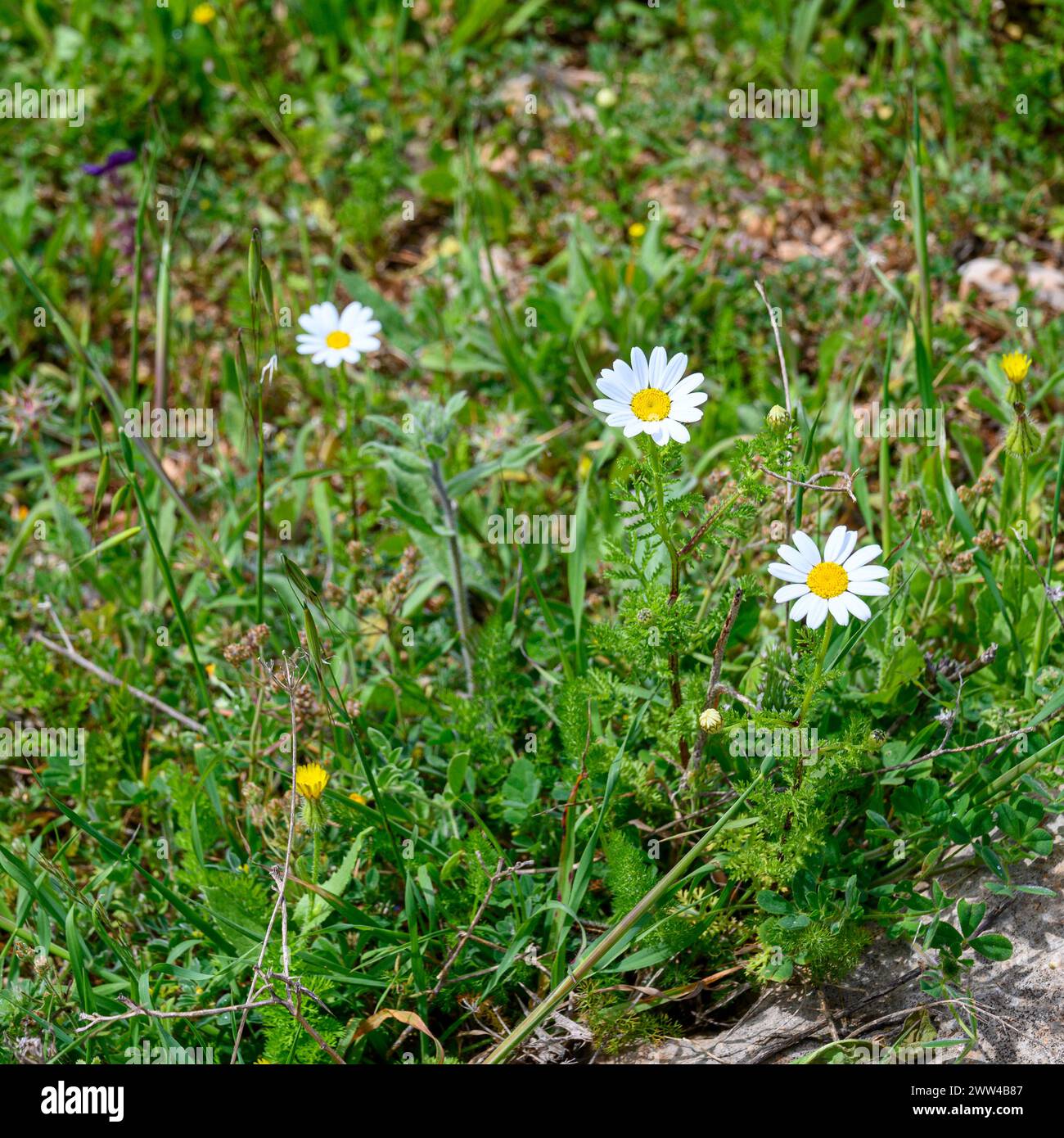 Anthemis palaestina Israel's camomile or Common camomile or Palestinian camomile flowering in Jezreel Valley, Israel in March Stock Photo