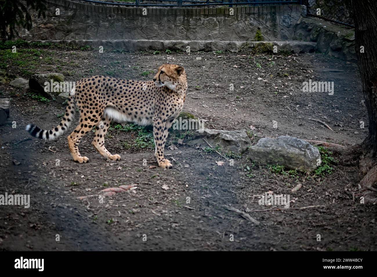 Belgradezoo hi-res stock photography and images - Alamy