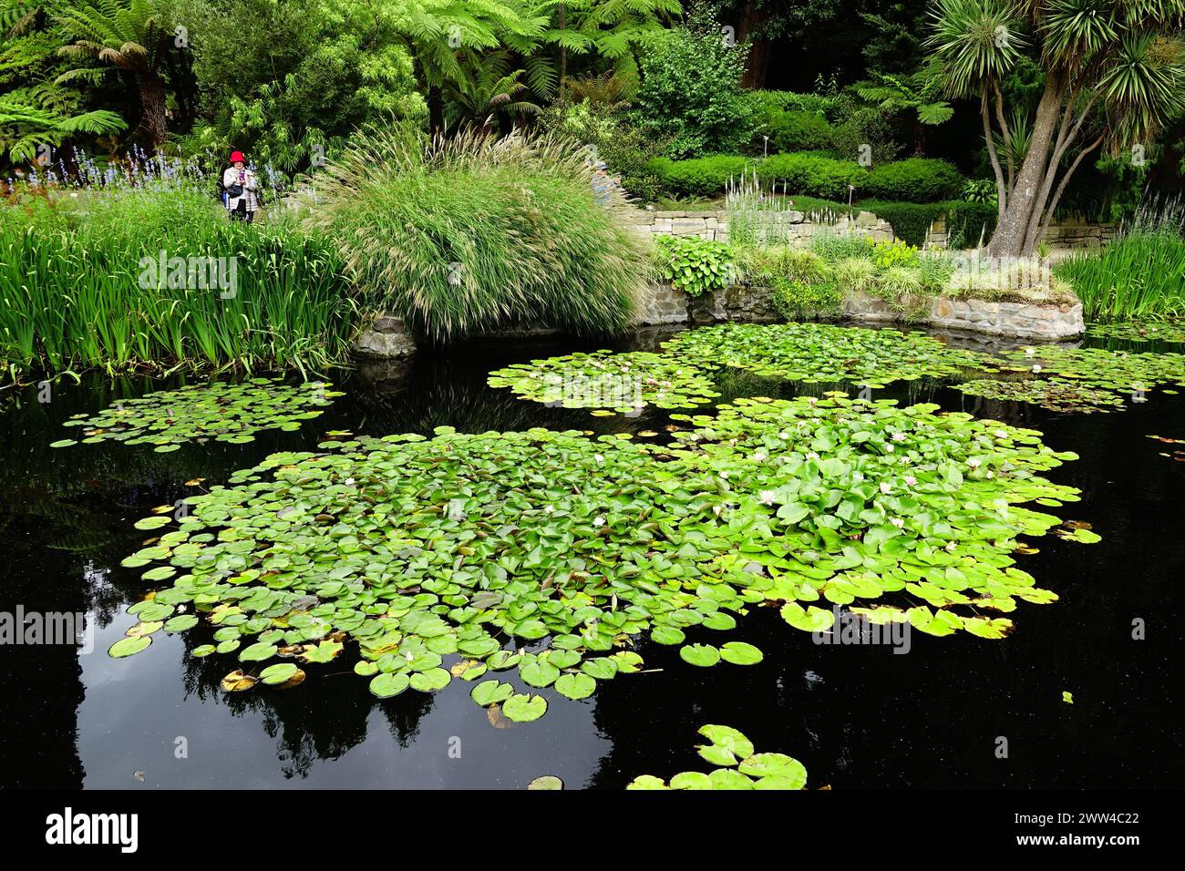 Royal Tasmanian Botanical Gardens Pond Hobart Tasmania Australia Stock Photo